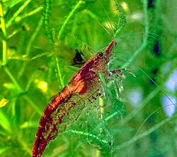 Neocaridina heteropoda.jpg