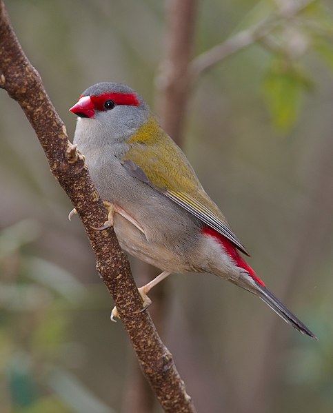 File:Neochmia temporalis Cleland 2009 - 1.jpg