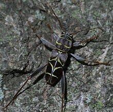 Neoclytus scutellaris P1540251a.jpg