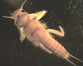 <i>Neoperla</i> Genus of stoneflies