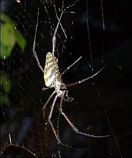 Nephila comorana