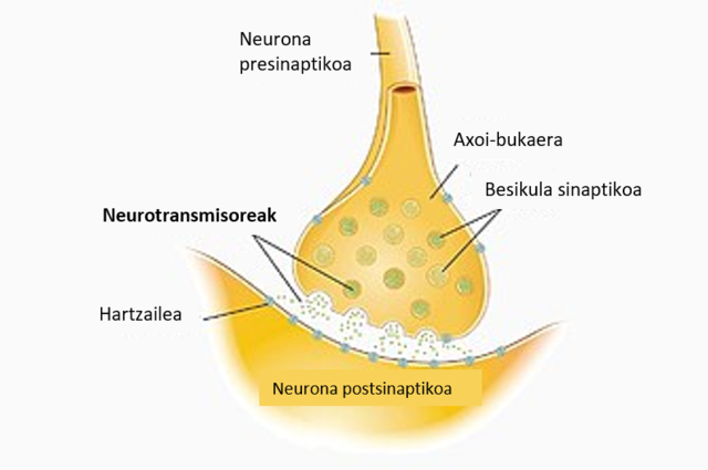 Nerbio-sistema zentral - Wikipedia, entziklopedia askea.