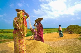 Oogstvoorbereiding in Bangladesh.