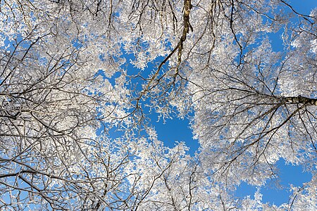 New snow on birch crowns in Tuntorp