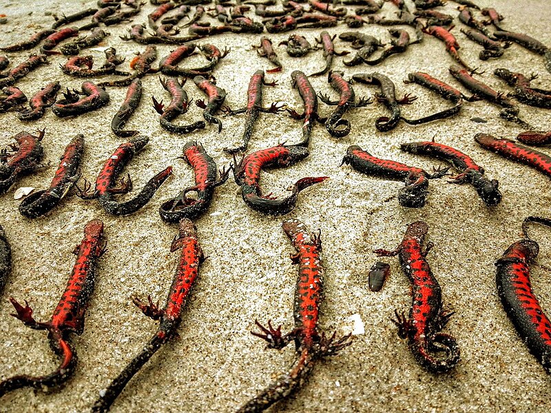 File:Newts that died due to the terrorist attack of the russian troops on the Kakhovskaya HPP.jpg