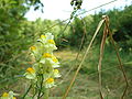 Čeština: Příroda v Chráněné krajinné oblasti Křivoklátsko v okolí Hudlic, Nižbora a Žloukovic nápověda English: CHKO Křivoklátsko protected landscape area near villages of Hudlice, Nižbor and Žloukovice in Central Bohemian region, CZ help