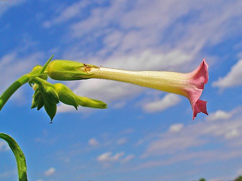 Flower (length about 5 - 6 cm)