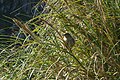 Nightingale Bunting Nesospiza questi.jpg