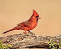 Northern Cardinal (34121550154).jpg