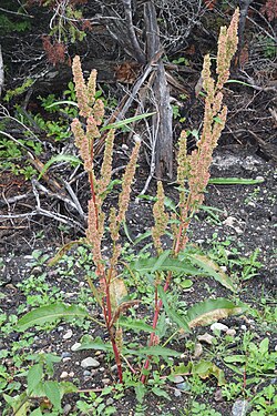 Northern Dock (Rumex longifolius)