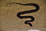 Thumbnail for File:Northern water snake (Ontario).jpg