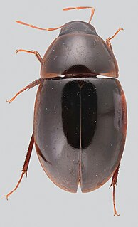 <i>Novochares</i> Genus of beetles