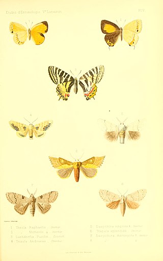 <i>Ussuriana michaelis</i> Species of butterfly