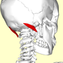 Thumbnail for Obliquus capitis superior muscle
