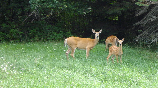 White-tailed Deer (Odocoileus virginianus), Adult Female and Fawns