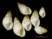 Odostomia scalaris