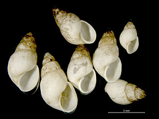 <i>Odostomia scalaris</i> Species of gastropod