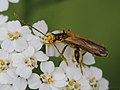 Oedemera femorata (Scopoli, 1763)