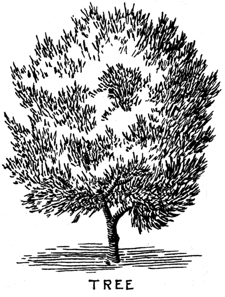File:Olive Tree (PSF).png