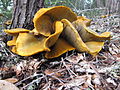 Omphalotus olivascens