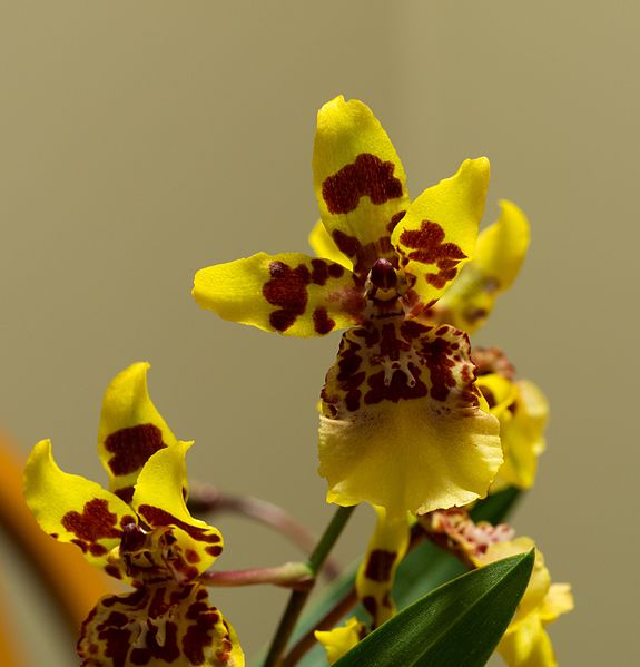 File:Oncidium sphacelatum (42115).jpg