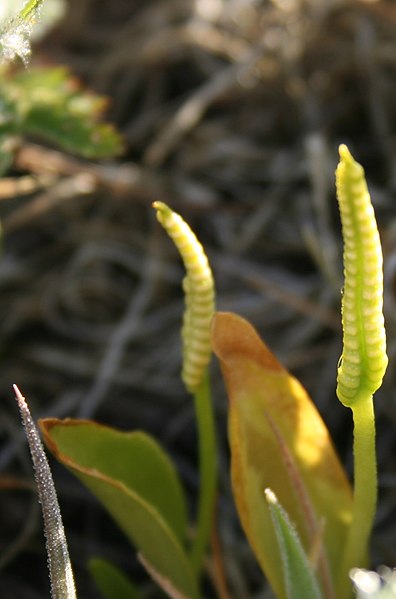 File:Ophioglossum-vulgatum-close.jpg