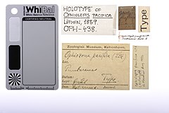 File:Ophiolepis pacifica - OPH-000438 label.jpg (Category:Echinodermata in the Natural History Museum of Denmark)