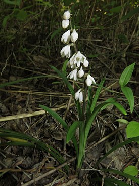 Змеебородник плоскострелый (O. planiscapus)