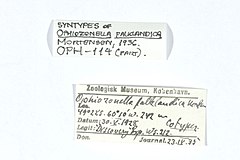 File:Ophiozonella falklandica - OPH-000114 label.jpg (Category:Echinodermata in the Natural History Museum of Denmark)