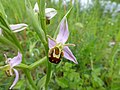 Ophrys apifera var aurita France - Fort-Louis