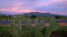 Opuntia@SerraGeral.jpg