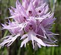 Orchis italica b.JPG