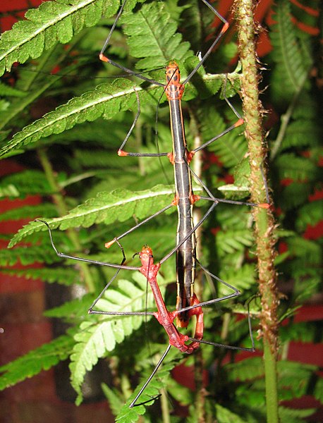 File:Oreophoetes peruana - pair during copulation.jpg