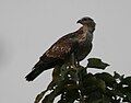 Oriental Honey-buzzard (Pernis ptilorhynchus) in Kinnarsani WS, AP W IMG 6146.jpg