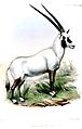 Plate Mammalia LV "Oryx Beatrix"