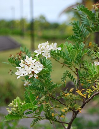 <i>Osteomeles anthyllidifolia</i> Species of shrub