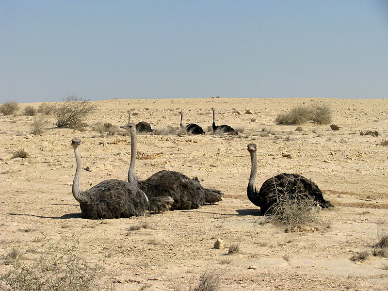 File:Ostriches in the desert (3207621004).jpg