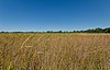 Ottawa Lake Fen.jpg