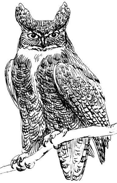 File:Owl 2 (PSF).png