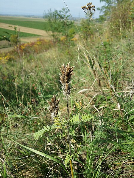 File:Oxytropis pilosa sl57.jpg