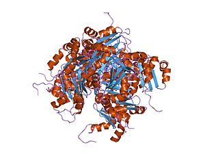 Bola-Like Protein Family