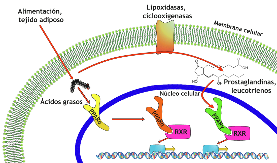 File:PPAR-diagram-es.png