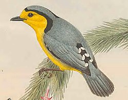 Pachycare flavogrisea - The Birds of New Guinea (cropped2).jpg