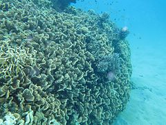 En aguas superficiales de Eyrie Reef, cerca de isla Lizard