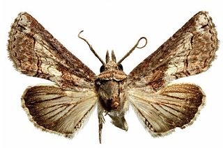 Euteliidae Family of moths