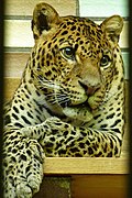 Panthera pardus melas (Tierpark Berlin) - 1009-891-(118).jpg