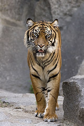 Bengal Tiger