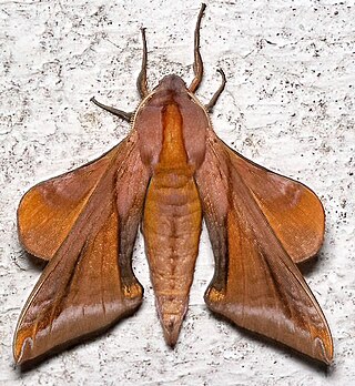<i>Paonias astylus</i> Species of moth