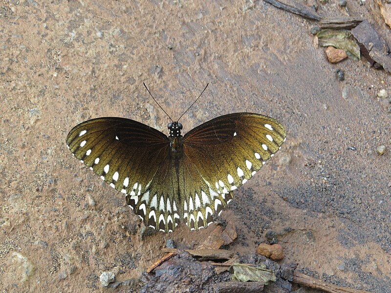 File:Papilio dravidarum Wood-Mason, 1880 – Malabar Raven at Kottiyoor Wildlife Sanctuary (17).jpg