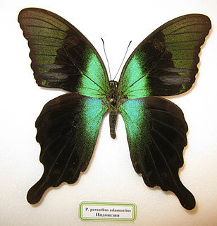 Papilio peranthus